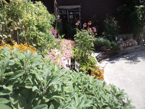 Heirloom vegetables, Creston Museum, Creston BC
